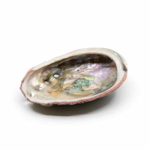 Abalone Snäckskal - Medium - 70 till 90 mm